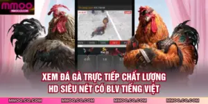 Xem Đá Gà Trực Tiếp